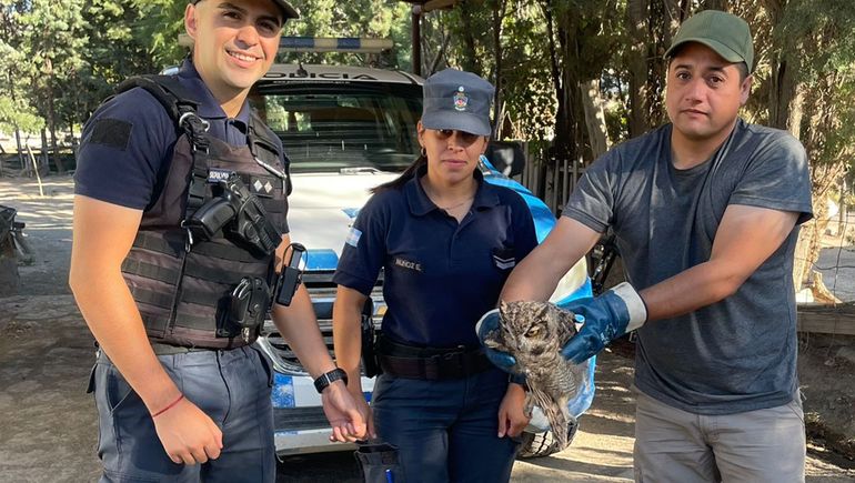 Emocionante: policías rescataron un búho en la Ruta 40 y le salvaron la vida