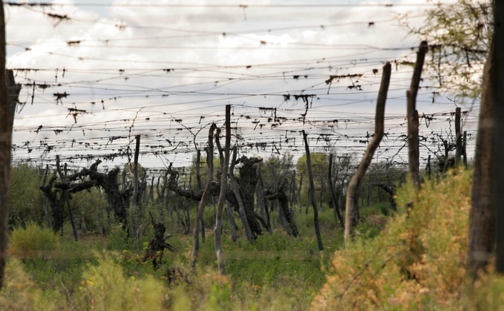 Mendoza bajo presión: A pesar de liderar la industria, la provincia perdió más de 17.000 hectáreas en los últimos diez años. Mendoza bajo presión: A pesar de liderar la industria, la provincia perdió más de 17.000 hectáreas en los últimos diez años.