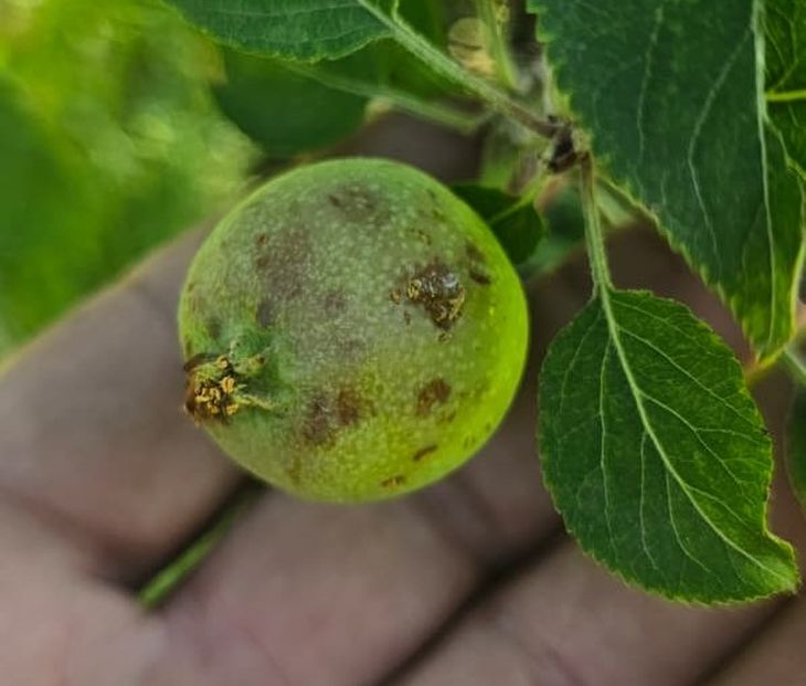 El da&ntilde;o que caus&oacute; el granizo en algunas chacras llega al 80 y 90%.