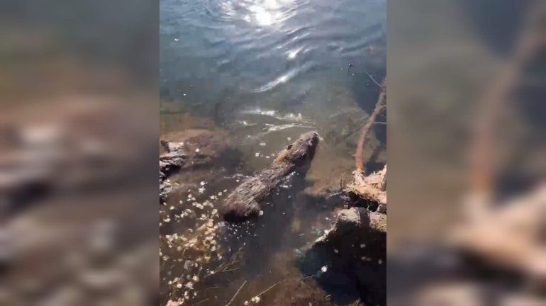 El coipo fue liberado por personal del área de Medio Ambiente y Protección Ciudadana de la Municipalidad de Neuquén. 