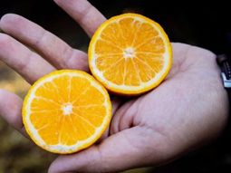 chile presenta la nueva variedad de mandarina sin semilla chile presenta la nueva variedad de mandarina sin semilla