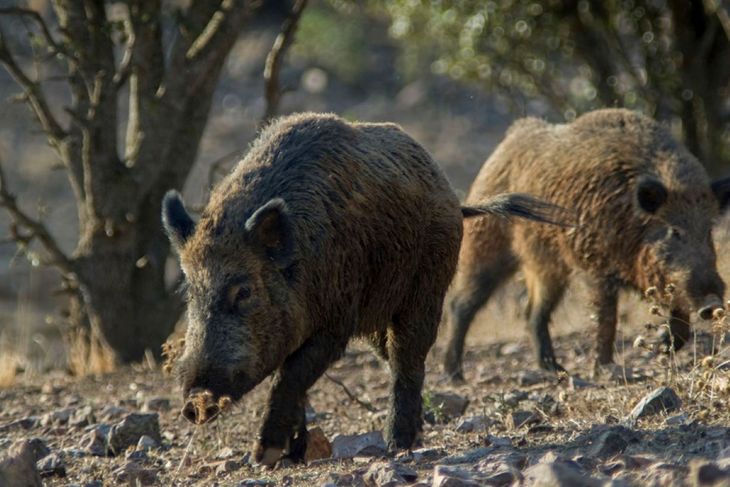 La expansión del virus en poblaciones silvestres obliga a intensificar los controles y medidas de bioseguridad.