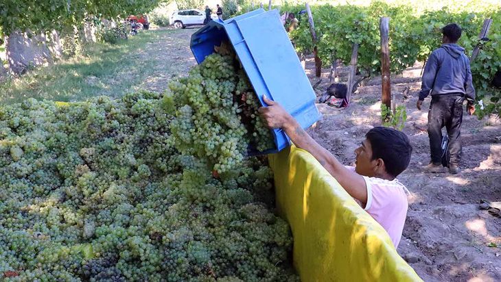 Vendimia 2026: entre altos stocks, baja en el consumo y nuevos hábitos globales. Vendimia 2026: entre altos stocks, baja en el consumo y nuevos hábitos globales.