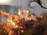 Investigan los incendios intencionales en Villa Traful / Foto Gentileza Agencia Tierra Viva