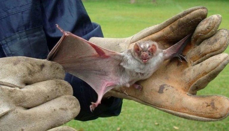 Hallaron un murciélago con rabia en Bahía Blanca