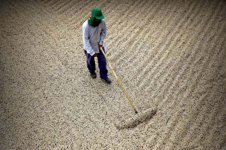 Un agricultor prepara granos de café, en la Hacienda Recanto Machado, en el estado brasileño de Minas Gerais (Brasil). Foto: Efeagro Un agricultor prepara granos de café, en la Hacienda Recanto Machado, en el estado brasileño de Minas Gerais (Brasil). Foto: Efeagro
