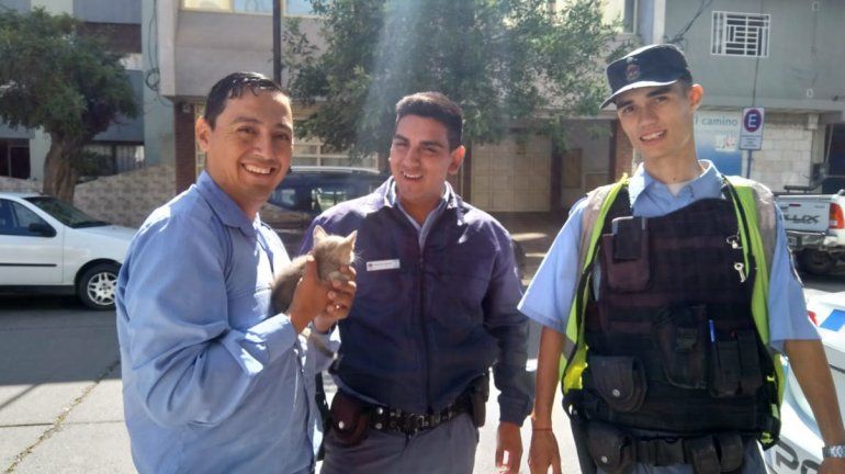 Policías rescataron a una gatita atrapada en el motor de un auto