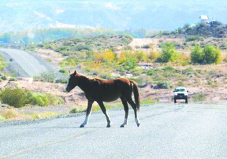 Los animales sueltos en las rutas son un peligro para los automovilistas. Los animales sueltos en las rutas son un peligro para los automovilistas.