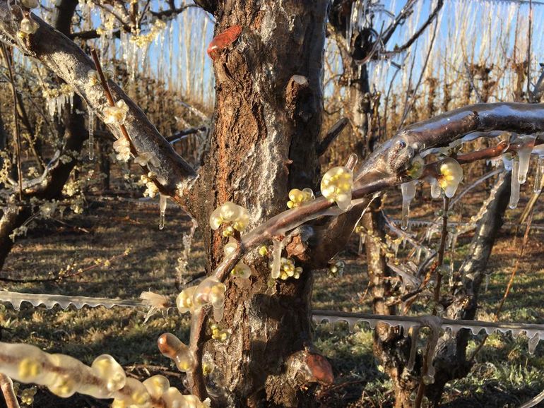 Una helada de 12 horas seguidas pone en riesgo la fruta de carozo en la región