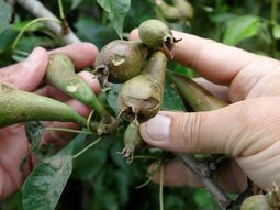 Los frutos de la pera en Europa están en pleno desarrollo. Quedan poco más de dos meses para dar inicio a la cosecha. Los frutos de la pera en Europa están en pleno desarrollo. Quedan poco más de dos meses para dar inicio a la cosecha.