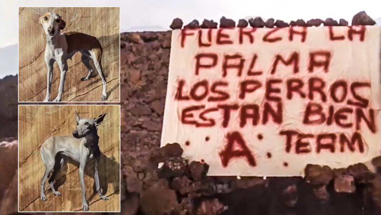 Rescataron a los seis perros de La Palma