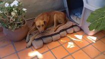 la historia del flaco, el perro sobreviviente de la meseta neuquina