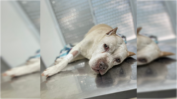 La perra Maitena presentaba un shock postoperatorio evidente, hipotermia y signos claros de dolor agudo y agonía. | LM Neuquen La perra Maitena presentaba un shock postoperatorio evidente, hipotermia y signos claros de dolor agudo y agonía.