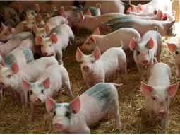 A finales de 2023 se registró el primer brote en el establecimiento porcino más grande del país. A finales de 2023 se registró el primer brote en el establecimiento porcino más grande del país.