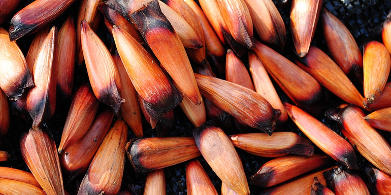 Piñones en el Parque Nacional Lanín. 