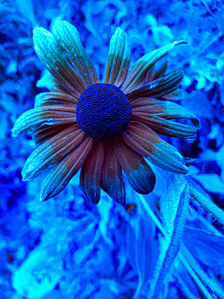 Flor Rudbeckia vista con el filtro 
