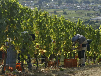 Productores del Valle de Uco entregan uva de excelente calidad sin precio definido ni certeza de cobro. Productores del Valle de Uco entregan uva de excelente calidad sin precio definido ni certeza de cobro.