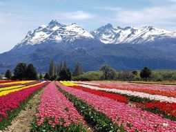 La parcela demostrativa, implantada con variedades como Sancerre, Leen van der Mark, Ille de France y Renown.﻿