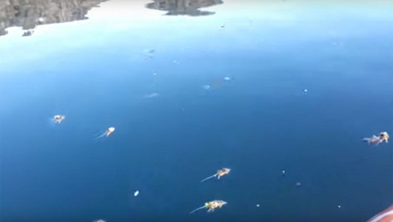 Aparecen roedores muertos en el Lago Villarino y piden evitar todo tipo de contacto