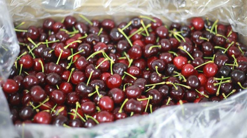 La oferta récord de fruta chilena en noviembre genera preocupación entre productores locales por la pérdida de competitividad. | LM Neuquen La oferta récord de fruta chilena en noviembre genera preocupación entre productores locales por la pérdida de competitividad.