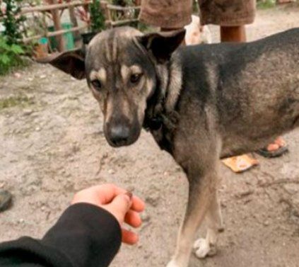 Facebook: un perro se hizo viral por salvar a un bebé abandonado