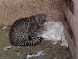 El gato montes es un animal de la fauna silvestre, una especie protegida.