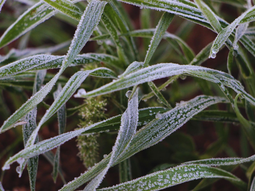 Las heladas son más probables durante las noches despejadas y con poco viento. Foto: INTA Las heladas son más probables durante las noches despejadas y con poco viento. Foto: INTA