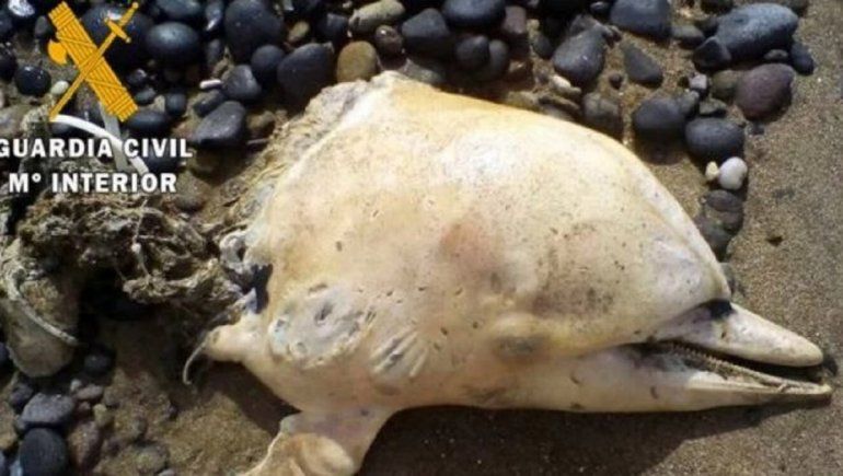 Delfines degollados aparecen en las costas de Almería España