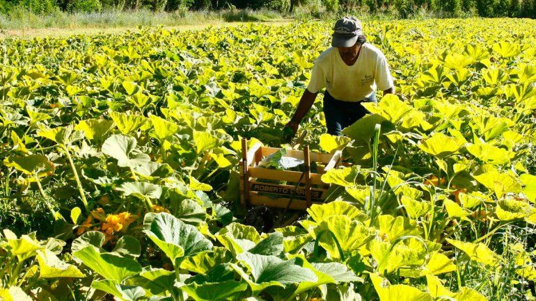 Nación les compró un tractor a hortícolas bolivianos