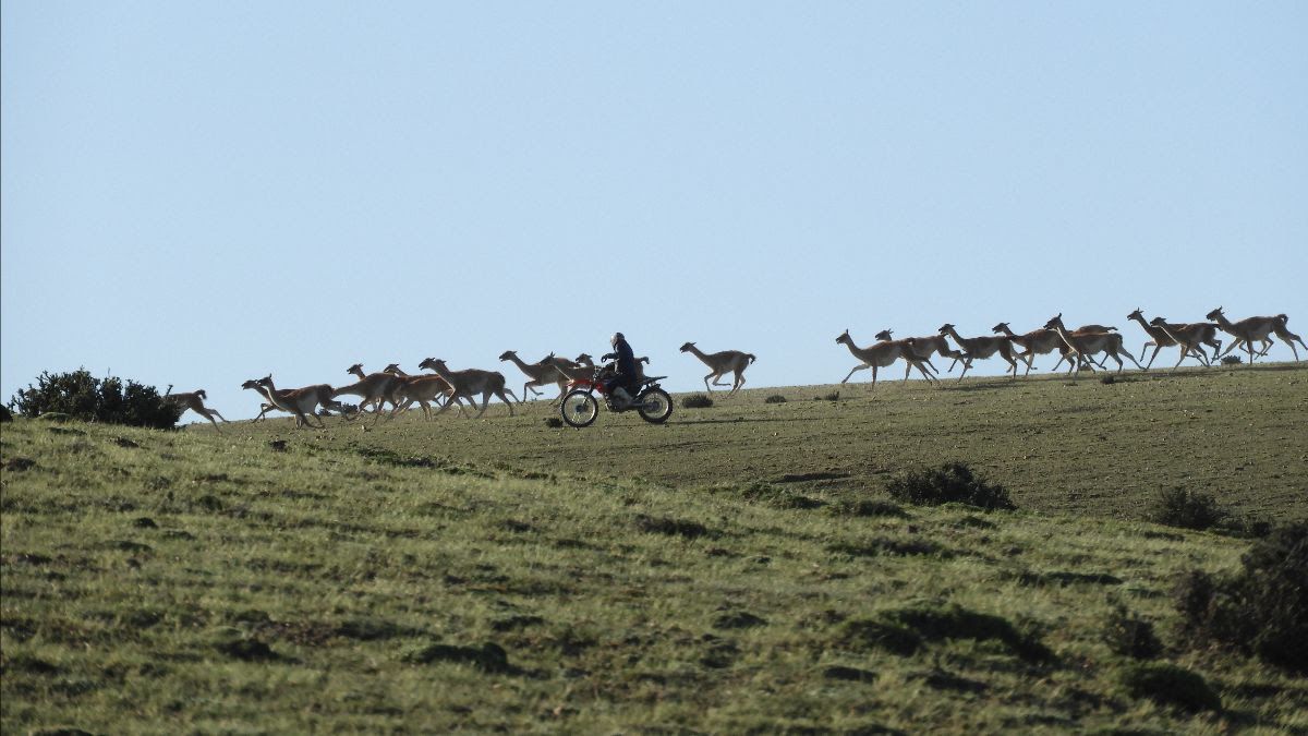 La esquila en silvestría fue impulsada por WCS Argentina. Foto: WCS