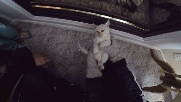 El pequeño felino revivió luego de que le practicaran RCP durante una hora.