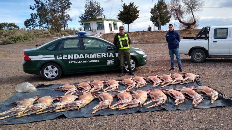 Decomisaron 21 cabras faenadas que tenían como destino Cutral Co