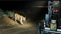 Se viralizó la foto de un puma en una obra de asfalto y hay debate: ¿verdad o IA? Se viralizó la foto de un puma en una obra de asfalto y hay debate: ¿verdad o IA?