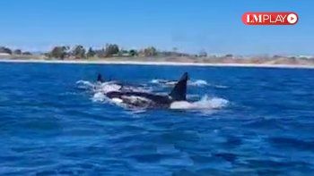impresionante persecucion de orcas a delfines impresionante persecucion de orcas a delfines