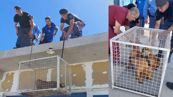 Aberrante: se mudaron y dejaron abandonados a sus perros