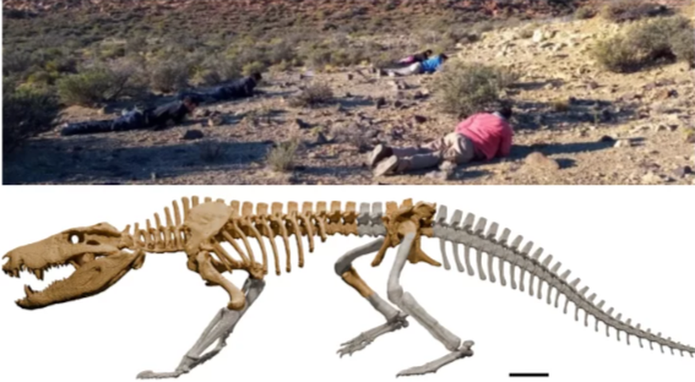 El Equipo del Museo Argentino de Ciencias Naturales logró recuperar un cráneo completo con mandíbulas y parte del esqueleto de este crocodiliforme hipercarnívoro. El Equipo del Museo Argentino de Ciencias Naturales logró recuperar un cráneo completo con mandíbulas y parte del esqueleto de este crocodiliforme hipercarnívoro.