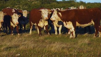 La iniciativa alcanza a 12 provincias y apunta a combinar producción ganadera, aprovechamiento sustentable del bosque, conservación de la biodiversidad y desarrollo territorial.
