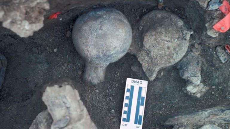 El homo erectus