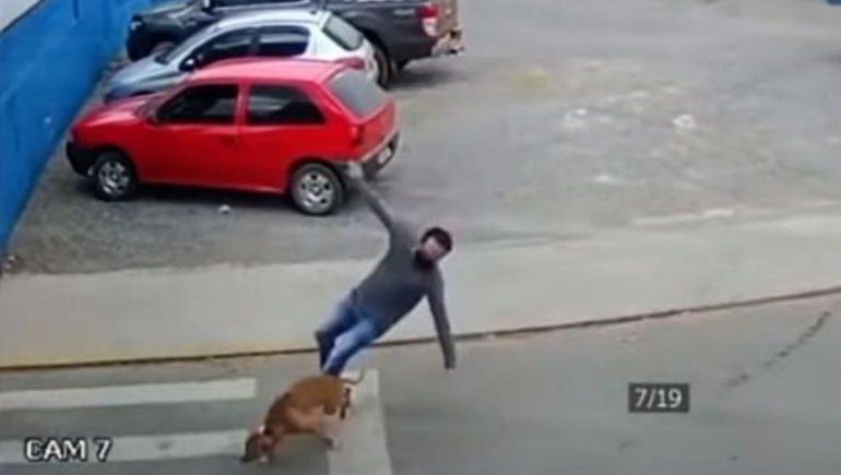 Perro atropelló a un hombre que cruzaba la calle y se volvió viral.