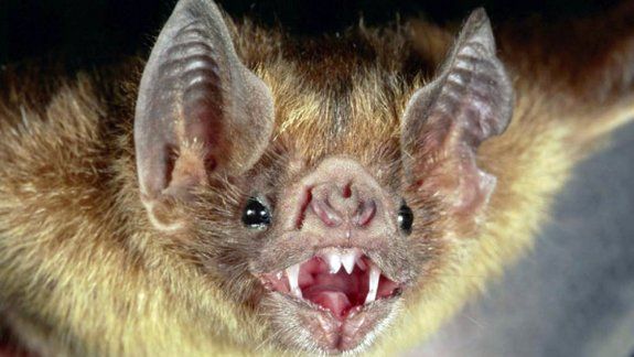 Se halló el virus en el ADN de un animal de hace 45 millones de años.