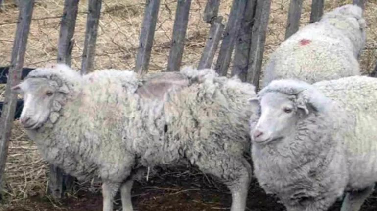 La sarna ovina avanza en Chubut y calculan que ya hay unos 100 mil animales afectados