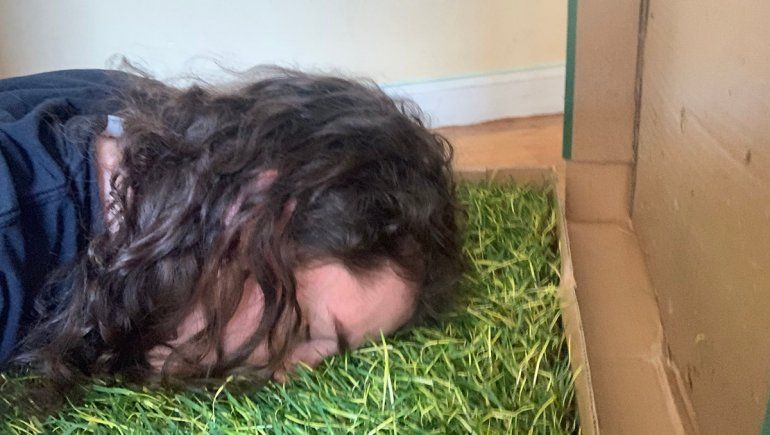 Como no tiene patio, le mandan pasto por correo