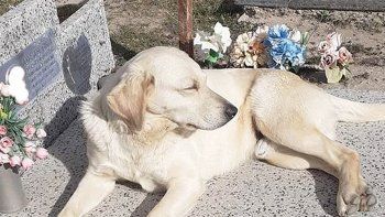 amor eterno: un perro vive junto a la tumba de su dueno amor eterno: un perro vive junto a la tumba de su dueno