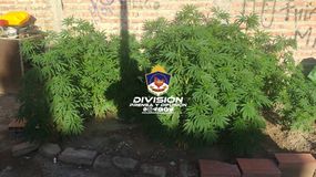 Estafó a un agenciero y le encontraron 30 plantas de marihuana