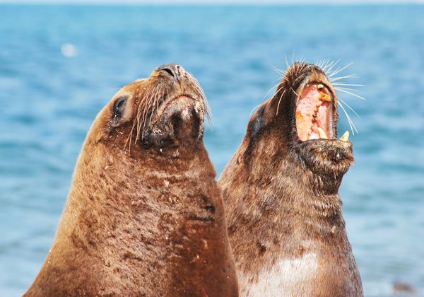 Ordenan la custodia de lobos marinos