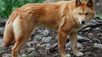 El sacrificio de perro dingos genera polémica en Australia. El sacrificio de perro dingos genera polémica en Australia.