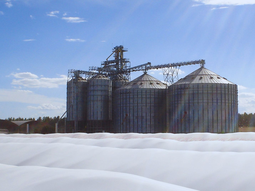 La humedad y temperatura del grano son los disparadores de la actividad biológica como hongos, bacterias e insectos. Foto: INTA La humedad y temperatura del grano son los disparadores de la actividad biológica como hongos, bacterias e insectos. Foto: INTA
