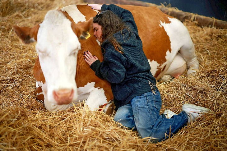 La propuesta es pasar tres horas acariciando las vacas lecheras jubiladas. La propuesta es pasar tres horas acariciando las vacas lecheras jubiladas.