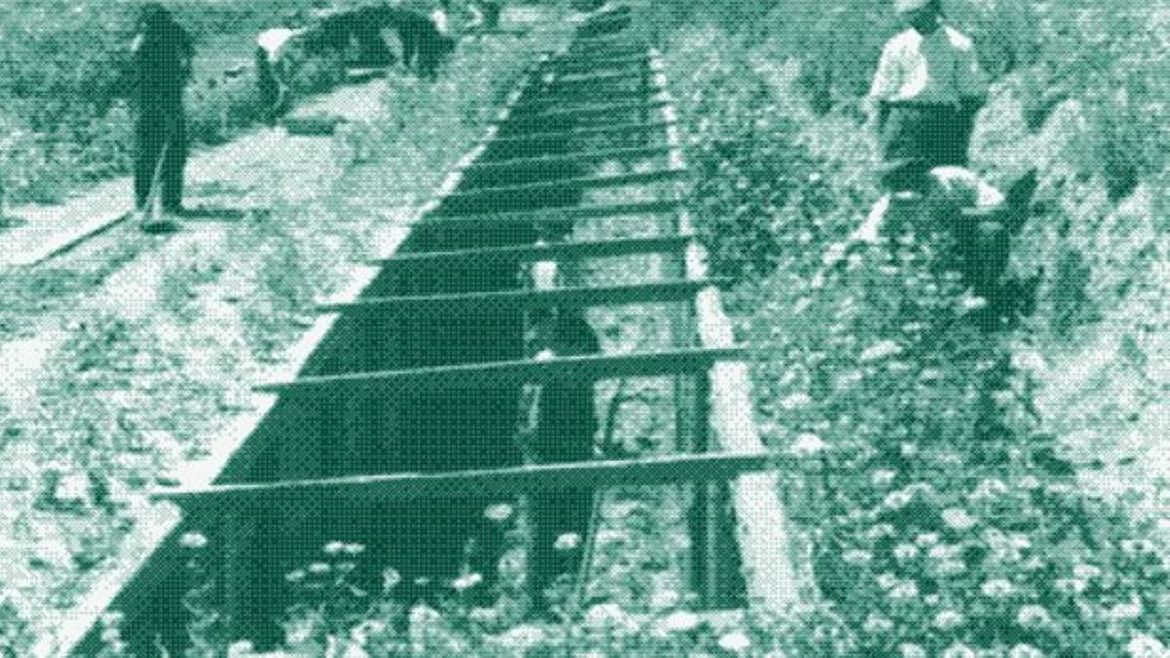 La hazaña olvidada del siglo XX: cómo cultivaron frutas tropicales a -30°C en el invierno ruso | LM Neuquen La hazaña olvidada del siglo XX: cómo cultivaron frutas tropicales a -30°C en el invierno ruso