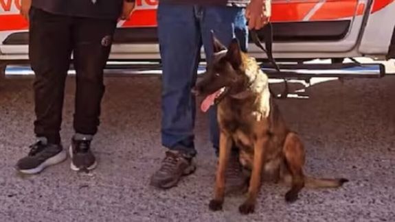 Kali, perra entrenada de los bomberos de Trelew, Chubut